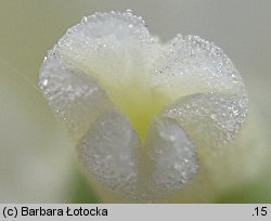 Yucca filamentosa (jukka karolińska)