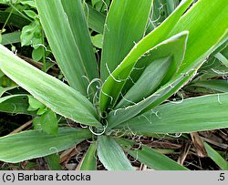 Yucca filamentosa (jukka karolińska)