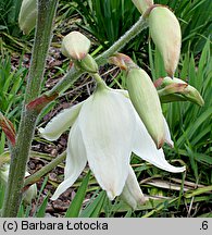 Yucca filamentosa (jukka karolińska)