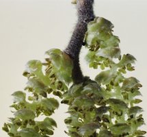 Corylus avellana (leszczyna pospolita)