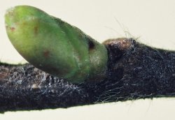 Corylus avellana (leszczyna pospolita)