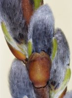 Salix viminalis (wierzba wiciowa)