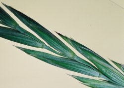 Agropyron repens