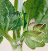 Scutellaria gelericulata