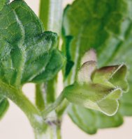 Scutellaria gelericulata