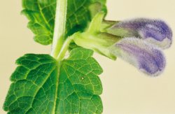 Scutellaria gelericulata