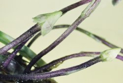 Viola odorata (fiołek wonny)