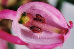 Andromeda polifolia (modrzewnica pospolita)