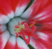 Pelargonium zonale