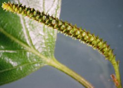 Betula pendula (brzoza brodawkowata)