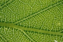 Betula pendula (brzoza brodawkowata)