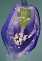 Muscari botryoides