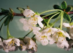 Spiraea arguta