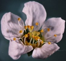 Spiraea arguta