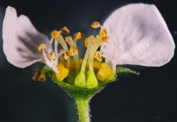 Spiraea arguta