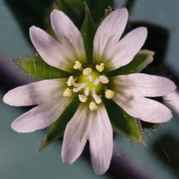 Cerastium holosteoides