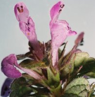 Lamium amplexicaule