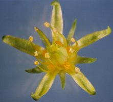 Rhodiola rosea (różeniec górski)