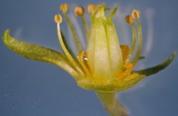 Rhodiola rosea (różeniec górski)