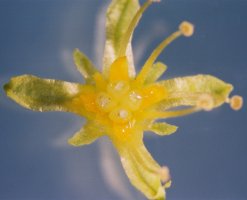 Rhodiola rosea (różeniec górski)