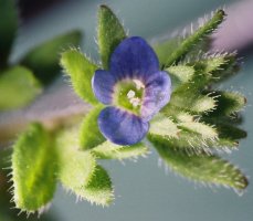 Veronica arvensis (przetacznik polny)