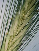 Hordeum murinum