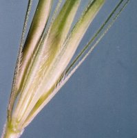 Hordeum murinum