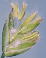 Poa pratensis