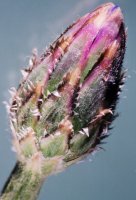 Centaurea cyanus