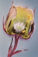Geum rivale