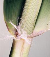 Phragmites australis (trzcina pospolita)