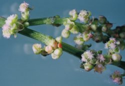 Rumex acetosa