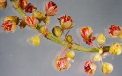 Rumex acetosella