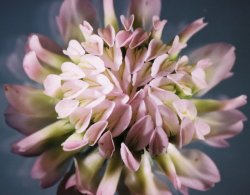 Trifolium hybridum ssp. hybridum (koniczyna białoróżowa typowa)