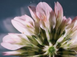 Trifolium hybridum ssp. hybridum (koniczyna białoróżowa typowa)