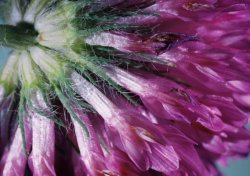 Trifolium pratense