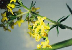 Galium verum