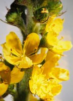 Agrimonia eupatoria (rzepik pospolity)