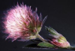 Trifolium arvense