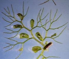 Utricularia vulgaris