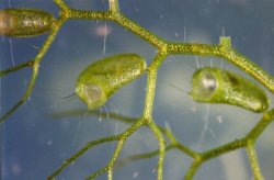 Utricularia vulgaris