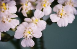 Achillea millefolium s.str. (krwawnik pospolity s.str.)