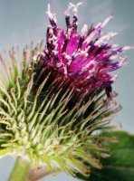 Arctium lappa