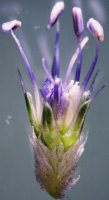 Eryngium planum (mikołajek płaskolistny)