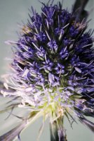 Eryngium planum (mikołajek płaskolistny)