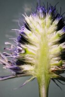 Eryngium planum (mikołajek płaskolistny)