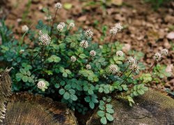 Acaena microphylla