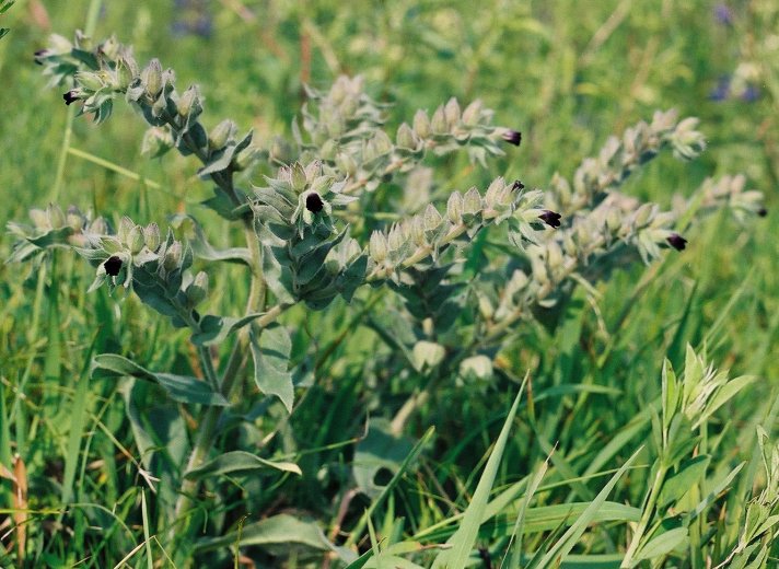 Nonea pulla (zapłonka brunatna)