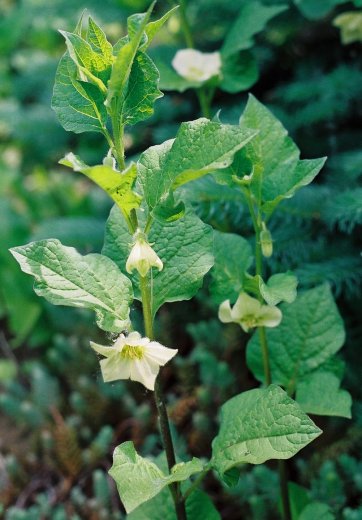 Physalis alkekengi