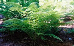 Phyteuma orbiculare